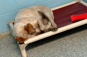 Dumped 16-Year-Old Dog’s Distressing Cries Rocked Woman To Her Core