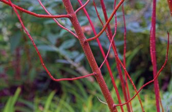 Finally, a Disease-Resistant Dogwood – Fine Gardening