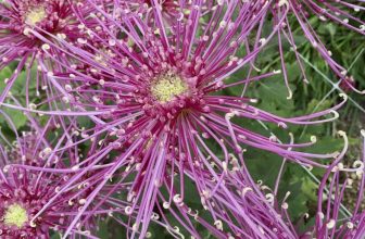 holiday flowers with history, with matt mattus