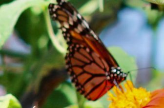 Supporting Monarchs in Barbara’s Pennsylvania Garden