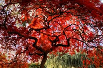 Deborah’s Favorite Trees in New York