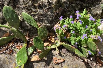 Phyllis Celebrates Summer in New Jersey