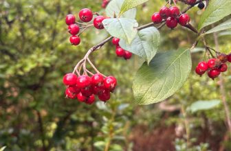 A Fabulous Fall in Carla’s Garden, Part 2