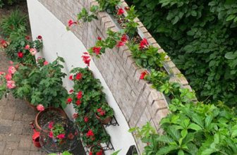 Bill’s New Potted Garden in Minnesota
