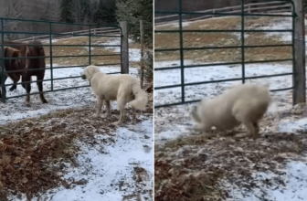 Dog Sneaks Into Horse Pasture as Chaos Erupts and Viewers Hold Their Breath
