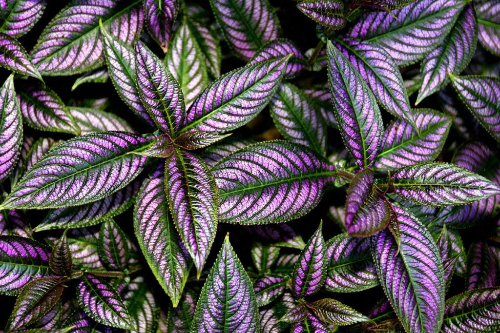 A close up horizontal image of the foliage of Persian shield plants.
