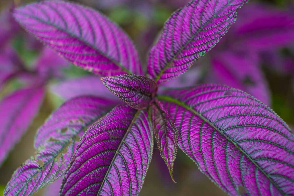 A close up horizontal image of Persian shield foliage pictured on a soft focus background.