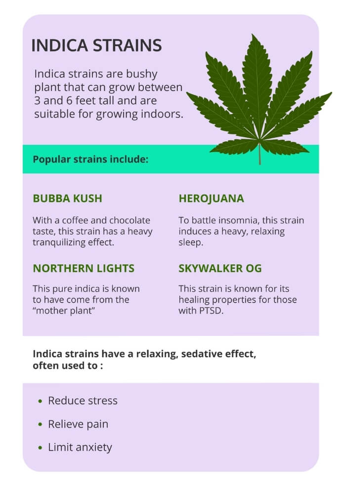 Indica Strains Chart - Indica vs Sativa vs Hybrid: (mis)understanding cannabis terminology Indica Strains Chart