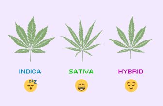 Indica vs Sativa vs Hybrid