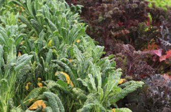 Vegetables That Get Tastier After a Frost