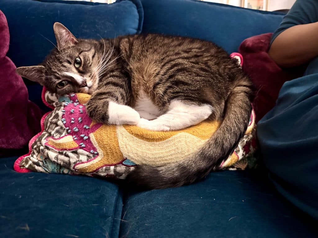 Lewis the cat curled up on a brightly colored pillow with a lion on it.
