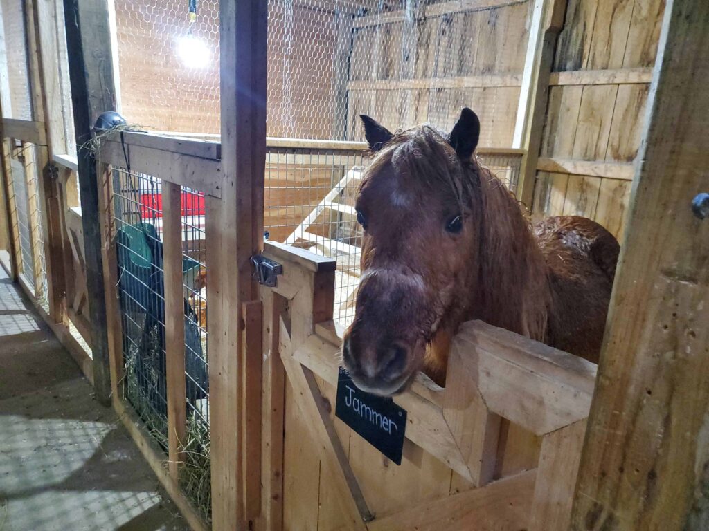 Make sure to meet Jammer and the other 2 horses