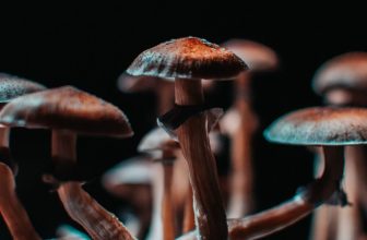 Microdosing Mushrooms | A Guide to Tripping Without the Trip