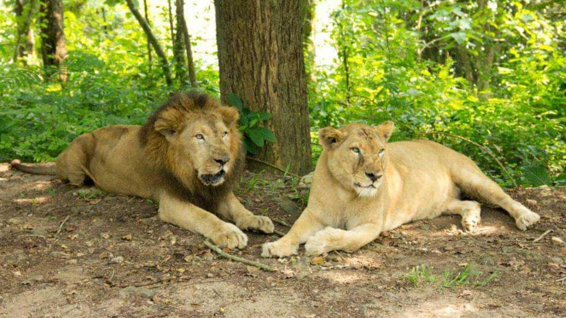 Neyyar-wildlife-sanctuary