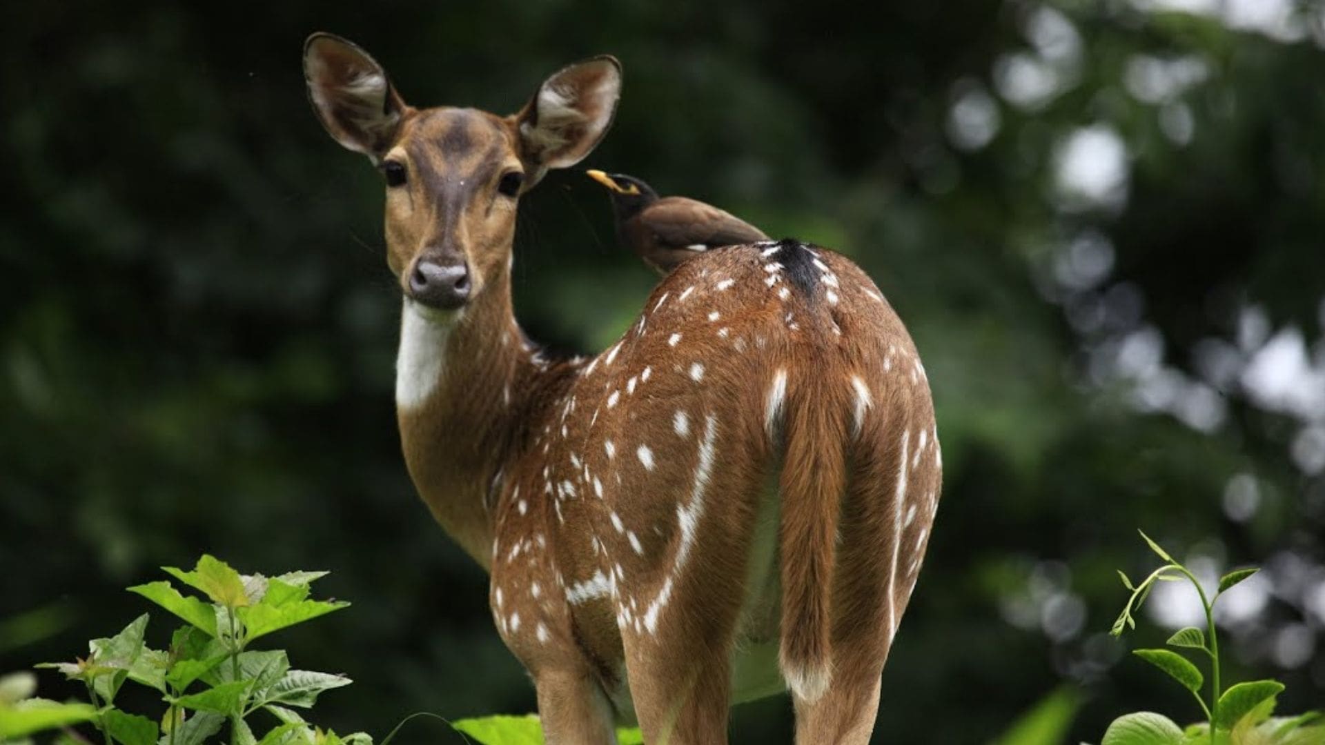 Peppara-wildlife-sanctuary