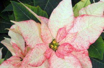 How to Care for Poinsettias + Its Fascinating History
