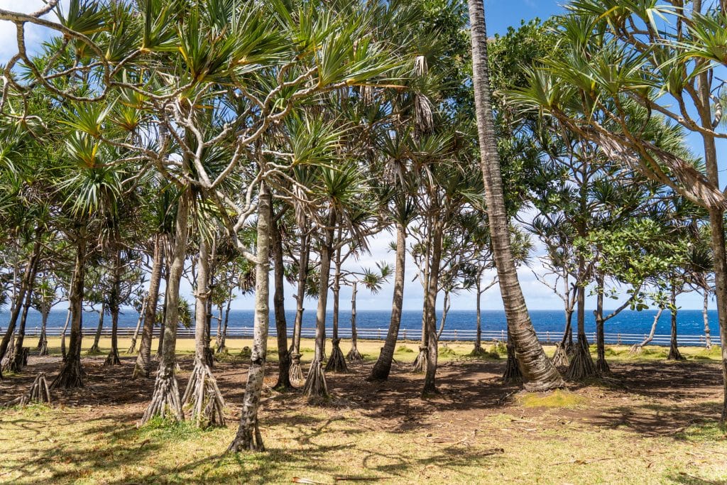 A beach with lots of skinny palm trees in front of the bright blue water.