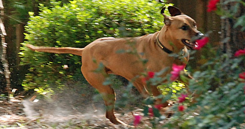 A Rhodesian Ridgeback with his mouth open in a loose smile dashes past some red flowers in a back yard
