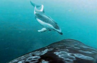 Killer whales and dolphins are ‘being friends’ to hunt salmon together