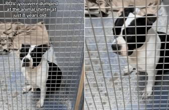 Senior Shelter Dog Starts Losing Hope After Being Overlooked for Months