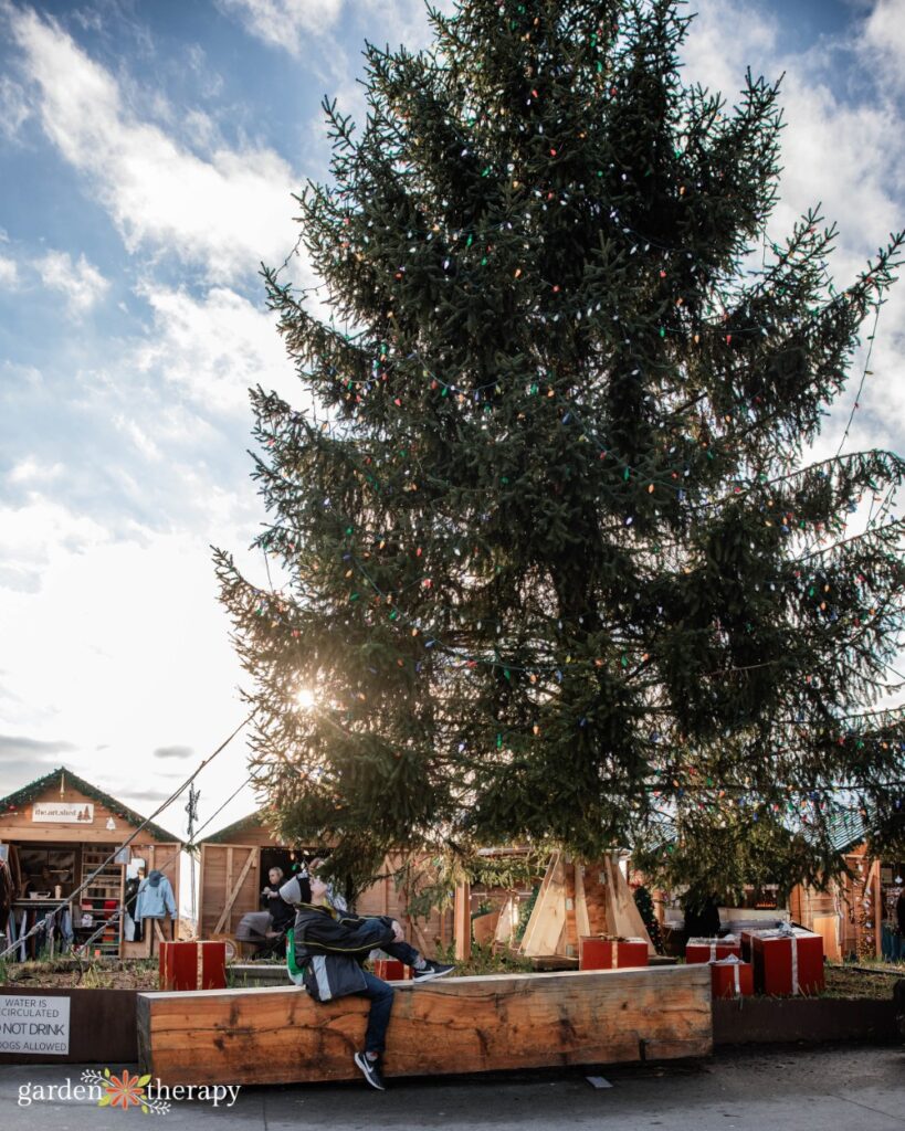 kiddo looking up at large Christmas tree