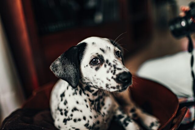 Taking photo of a Dalmatian