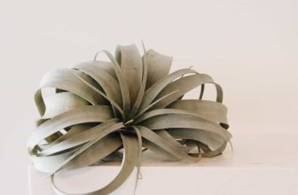 How to grow air plants