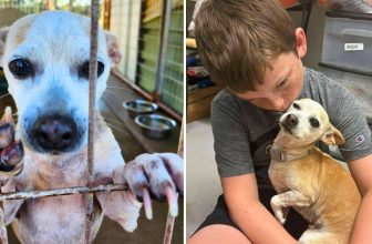 From Piranha to Princess: How YOU Helped Granny Shark Get Her Groove Back