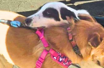 You Helped Sister Dogs Millie & Maya Hold Onto Hope (And Each Other)
