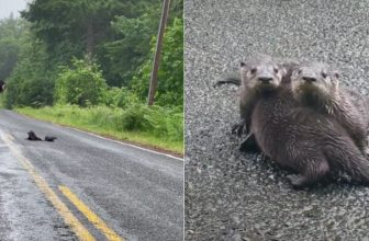 Woman Stopped Car To Rescue Three Baby Otters Stranded On Isolated Road
