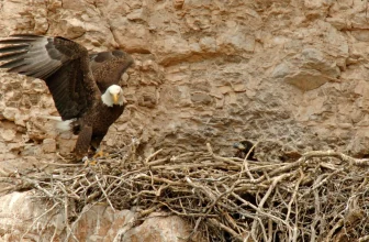 These Bald Eagles fly the wrong way every year and stun scientists