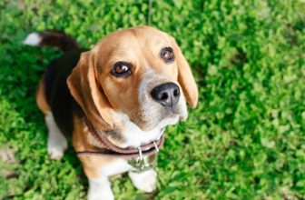 20 Best Foods for Beagles with Allergies