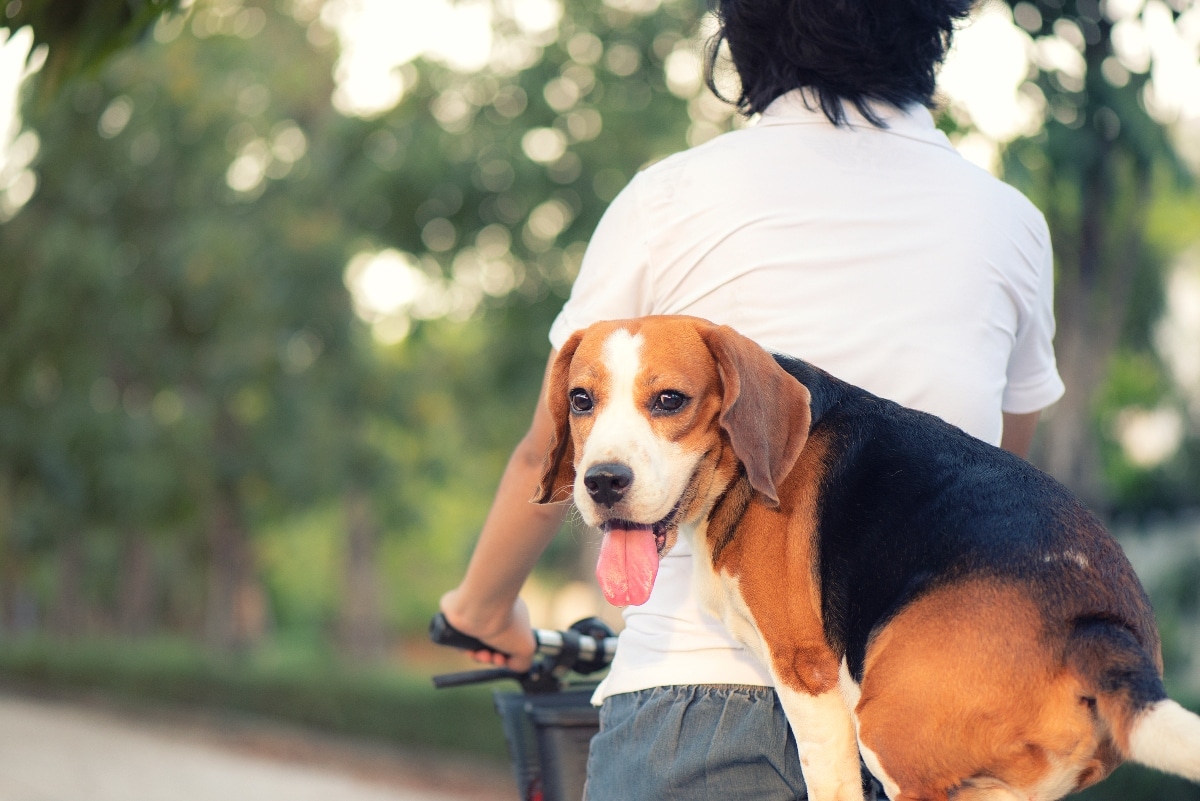 Beagle showing playful enthusiasm and cheerful teamwork spirit.