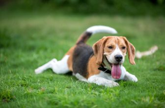 Ideal Diet for Beagles – The Ultimate Beagle Feeding Guide