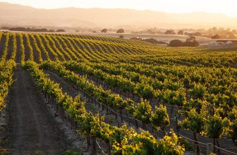 Michelin Guide to Launch Inaugural Distinction for Wineries