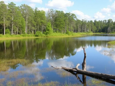 Exploring Caddo Lake National Wildlife Refuge