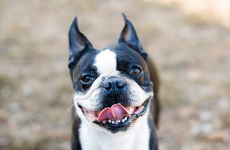 Flea & Tick Prevention for Boston Terriers: A Safe & Effective 4 Step Plan