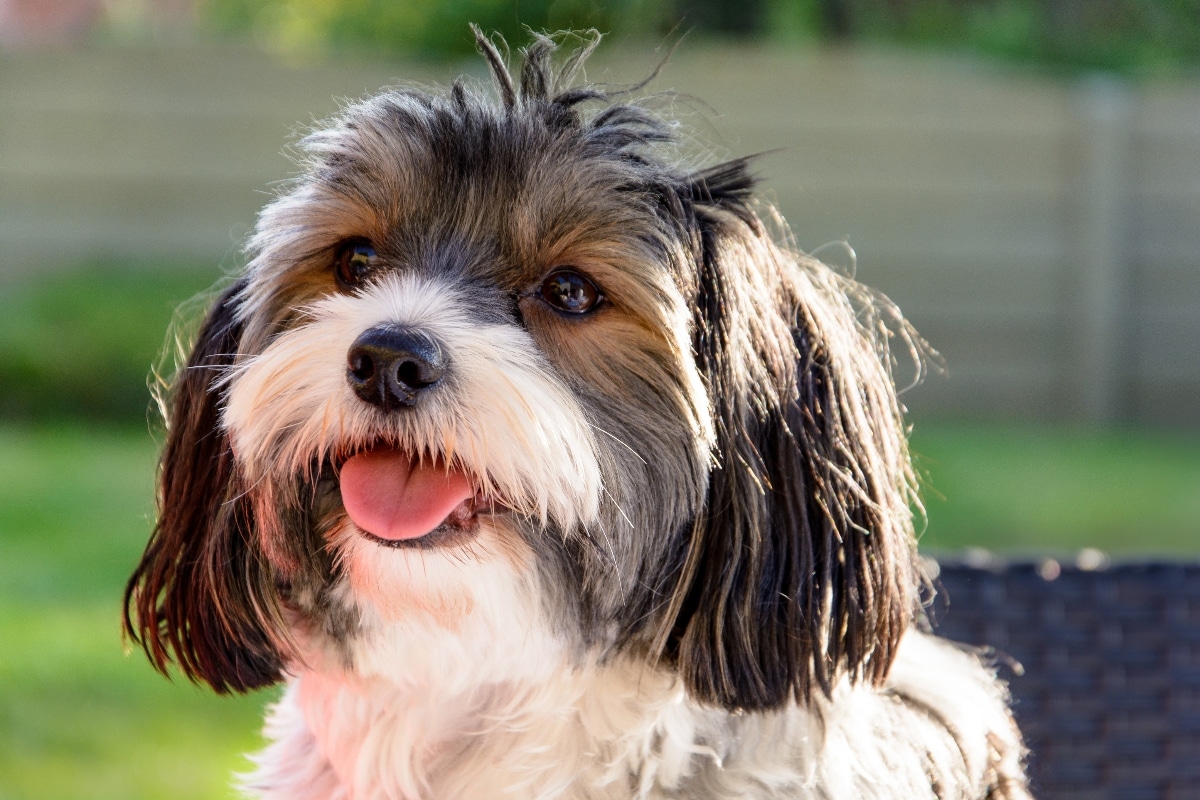 Havanese showing bright, uplifting expression that reflects its social nature.