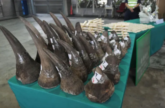 Two Nigerian nationals arrested in South Africa after seizure of rhino horns and tiger bones