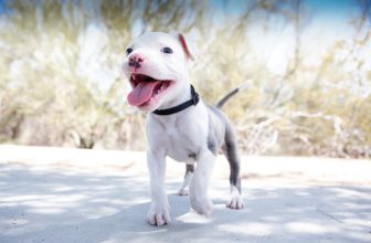 The Hidden Risks of Letting Puppies Meet Other Dogs Too Early – Dogster