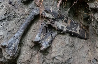 Dinosaur bones found almost on top of each other in Transylvania