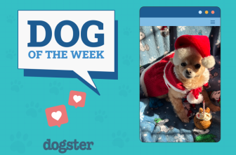 Dogs of the Week Winners (December 18, 2025) – Dogster