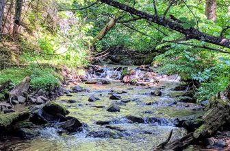 Forest Bathing – A Powerful Energetic Reset!
