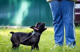 Gentle Training Methods to Curb Excessive Barking – Dogster