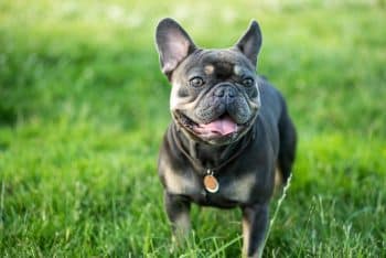 A joyful dog with a big smile, radiating positivity and spreading joy wherever it goes.