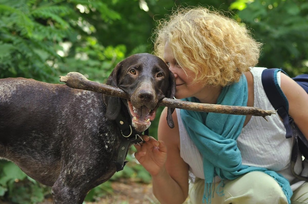 German Shorthaired Pointer standing alert with energetic, adventure-ready expression.
