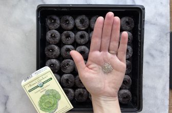 How to grow vegetable seedlings