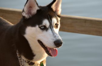 Ideal Diet for Huskies – The Ultimate Husky Feeding Guide