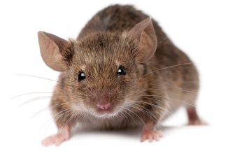 9 essential rodent control tips and strategy insights