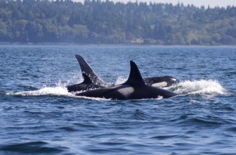 SOLD OUT: The Whale Trail Winter Gathering 2025: Celebrating 50 Years of Puget Sound Orca Research with Mark Sears and Maya Sears